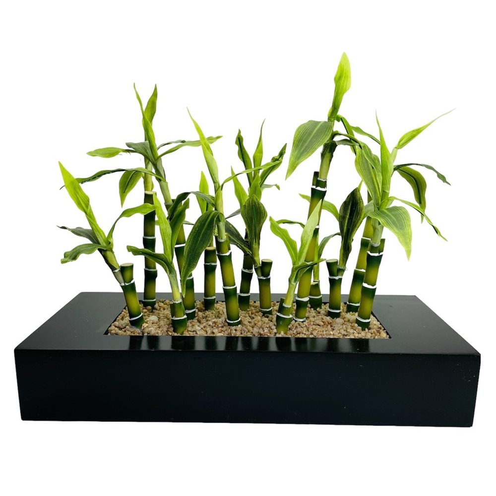 Bamboo Plant with Black Planter, 12"